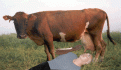 Click image for larger version

Name:	doc-cow.gif
Views:	103
Size:	131.7 KB
ID:	63381