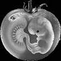 Click image for larger version

Name:	doc-tomato.jpg
Views:	247
Size:	57.8 KB
ID:	63389