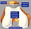 Click image for larger version

Name:	patella.jpg
Views:	413
Size:	26.7 KB
ID:	63399