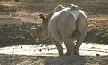 Click image for larger version

Name:	rhinostring.jpg
Views:	269
Size:	118.8 KB
ID:	63448