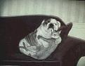 Click image for larger version

Name:	CatAndDogHug[1].jpg
Views:	126
Size:	21.2 KB
ID:	63772