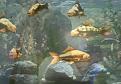 Click image for larger version

Name:	aquariumdoc.jpg
Views:	189
Size:	23.2 KB
ID:	63777