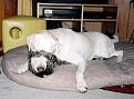 Click image for larger version

Name:	cat-dog-32[1].jpg
Views:	94
Size:	47.9 KB
ID:	63778