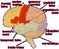 Click image for larger version

Name:	brainmap.gif
Views:	122
Size:	26.0 KB
ID:	63912