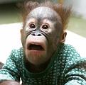 Click image for larger version

Name:	orangutan.jpg
Views:	178
Size:	25.0 KB
ID:	63962