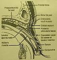 Click image for larger version

Name:	eyelid.JPG
Views:	358
Size:	24.9 KB
ID:	64154