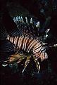 Click image for larger version

Name:	lionfish.jpg
Views:	319
Size:	12.8 KB
ID:	64421